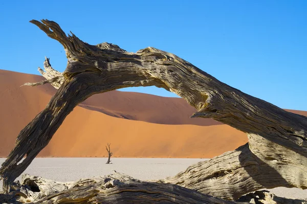 Eski günlük kemer Sossusvlei dunes ölü Vlei eski ağaçlar, turuncu tepeleri ve beyaz tuz pan adlı tarafından çerçeveli.