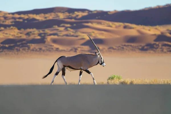 Oryx Camina Largo Del Camino Lateral Con Dunas Arena Fondo —  Fotos de Stock