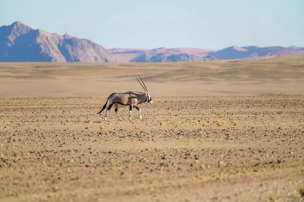 Oryx Kráčející Doširoka Otevřené Pouštní Obyčejný Namibie — Stock fotografie