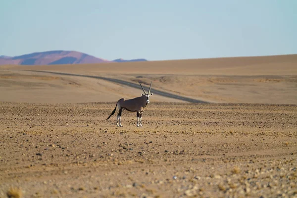 Oryx stops and looks towards camera in desert plain Namibia