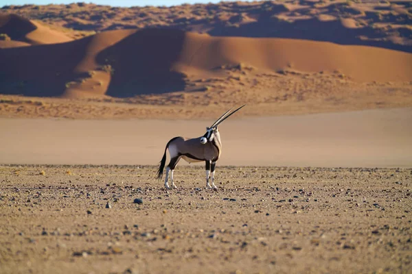 Oryx Ferma Gira Testa Guardare Dietro Sulla Pianura Desertica Fronte — Foto stock gratuita