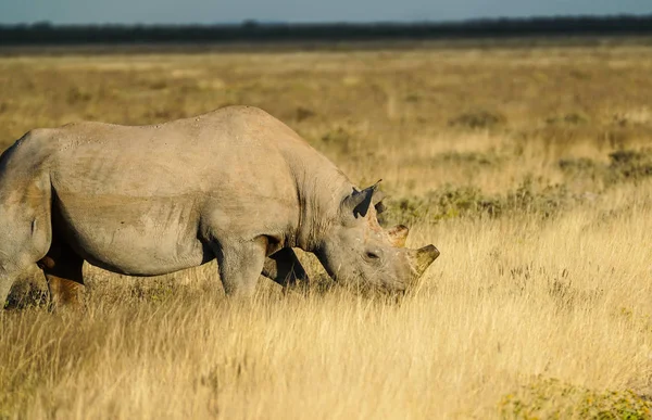 纳米比亚平原上的大角犀牛 角被无痛地去除作为反偷猎战略 — 图库照片