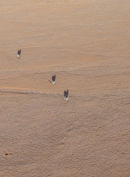 Peisaj Aerian Trei Zebre Mici Deasupra Galopând Prin Câmpiile Văzute — Fotografie, imagine de stoc