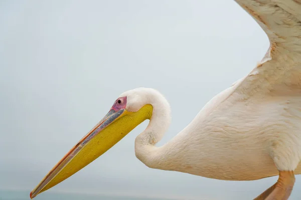 Grand Pélican Blanc Gros Plan Perché Avec Des Ailes Levées — Photo