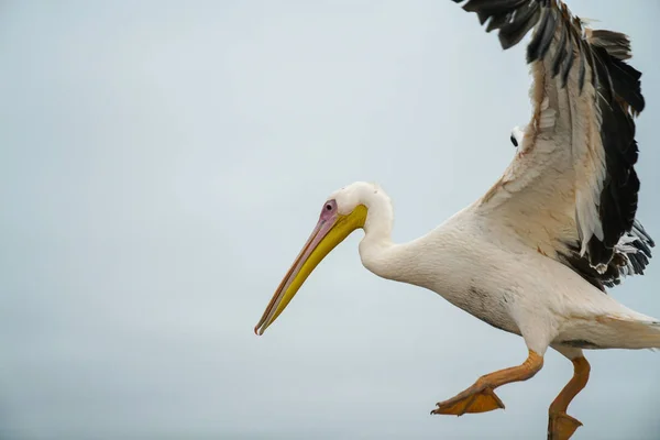 Grande Aterrissagem Pelicano Branco Pés Para Baixo Asas Para Cima — Fotografia de Stock