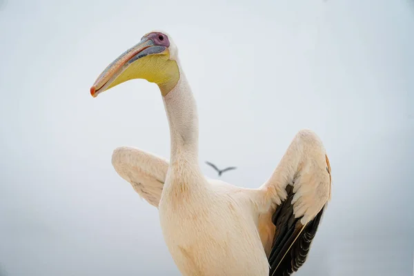 Großer Weißer Pelikan Thront Mit Hochgezogenen Flügeln Bereit Zum Fliegen — kostenloses Stockfoto