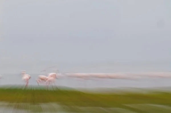 Rosafarbene Und Grüne Farbtöne Naturabstrakt Von Rosafarbenen Flamingos Namibia — Stockfoto