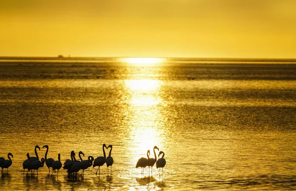 Flamingo Silhouetted Waters Edge Golden Glow Sunset Swakopmund Namibia — Stock Photo, Image