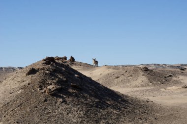 Çakal Damaraland küçük tepede, Namibya yatay,.