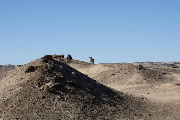 Paysage Namibien Avec Chacal Sur Une Petite Colline Damaraland — Photo