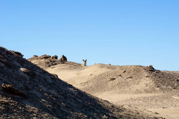 Paisagem Namíbia Com Chacal Pequena Colina Damaraland — Fotografia de Stock