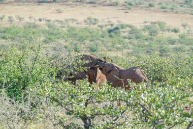 Bush Torra Conservancy Namibya ıssız adapte filler.
