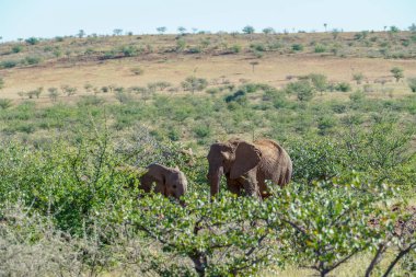 Bush Torra Conservancy Namibya ıssız adapte filler.