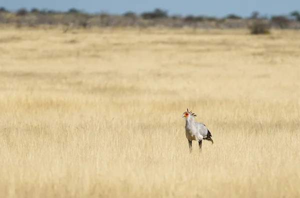 Titkárnő Madár Sagittarius Serpentarius Séta Legelő Etosha Nemzeti Parkban Namíbia — Stock Fotó