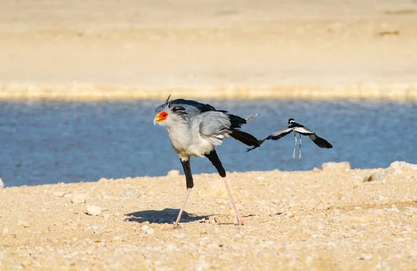 Secretar Pasăre Sagetator Serpentarius Mers Jos Gaura Apă Fierar Plover — Fotografie, imagine de stoc