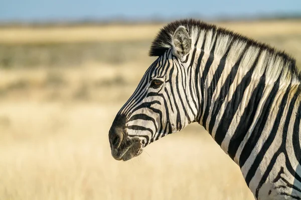 Zebra Portret Gouden Gras — Gratis stockfoto