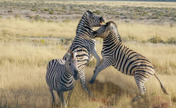 Zebra Fokken Omhoog Bij Bestrijding Van Pose Etosha Nationaal Park — Gratis stockfoto