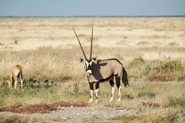 Oryx Paisaje Namibia Parque Nacional Etosha Con Hierba Montaña Ternera —  Fotos de Stock