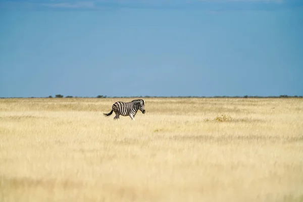 Lone Zebra Loopt Staande Gouden Gras — Stockfoto