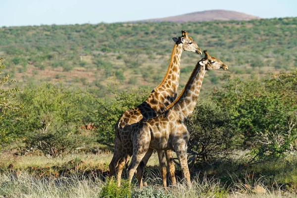 Duas Girafas Frente Arbustos Baixos — Fotografia de Stock Grátis