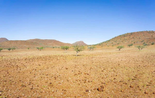 ナミビアの散乱 Mopani 木と石の風景 — ストック写真