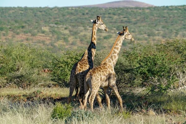 Jirafa Empujando Namibia —  Fotos de Stock