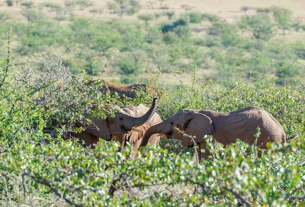 Elhagyatott Igazítani Elefántok Bush Torra Conservancy Namíbiában — Stock Fotó