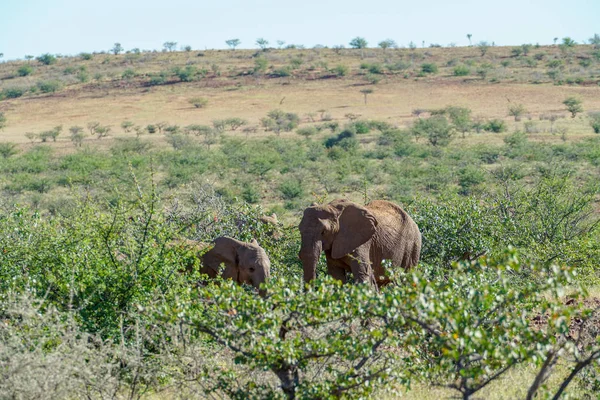 Éléphants Adaptés Désertés Brousse Torra Conservancy Namibie — Photo