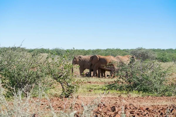 Éléphants Adaptés Désertés Brousse Torra Conservancy Namibie — Photo