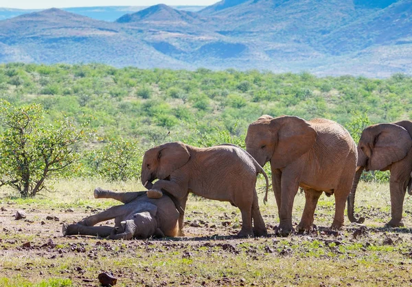 Éléphants Adaptés Déserts Couverts Poussière Rouge Jouant Dans Brousse Torra — Photo