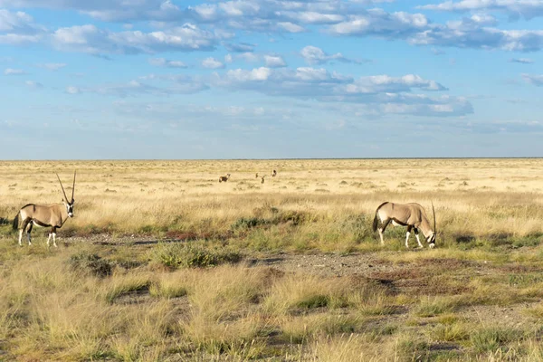 Orice Nel Paesaggio Namibiano Nel Parco Nazionale Etosha — Foto Stock