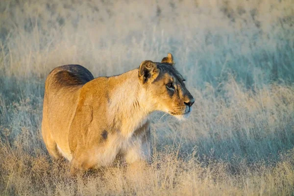 Osamělý Lvice Stealhily Chůzi Louky Národní Park Etosha Namibie — Stock fotografie