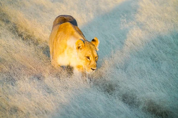 孤独なライオンは Stealhily ナミビア エトーシャ国立公園草地で朝の光で動物の足跡を歩いている彼女は長い草に影を落としてください — ストック写真