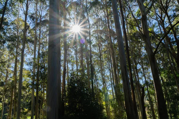 Zoek Binnen Regenwoud Mount Tamborine Queensland Australië — Stockfoto