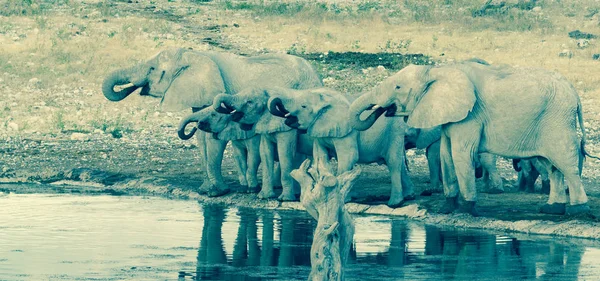 Οικογένεια Πέντε Ελεφάντων Στο Waterhole Όλα Κορμούς Κουλουριασμένη Mouthsin Ρετρό — Φωτογραφία Αρχείου