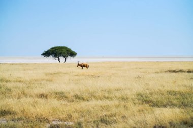 Namibya peyzaj altın çim ve tek akasya ağacının yanında ufuk mavi gökyüzü altında kırmızı hartebeest