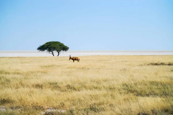 Rød Hartebeest Namibisk Landskap Med Gyllent Gress Enkeltakasietre Nær Horisonten – royaltyfritt gratis stockfoto