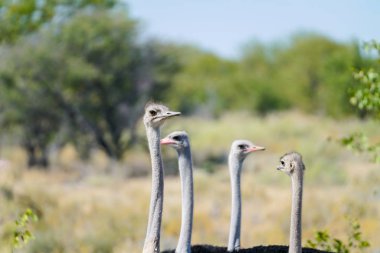 Küçük sürü devekuşu ve whats going on Bush Namibya görmek için etrafına bak çok goofy seyir erkek.