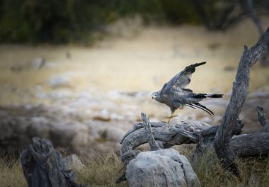 Afrika harrier şahin gri renkli raptor kuş oturum