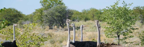 Pequeño Rebaño Avestruz Machos Hembras Los Arbustos Namibia —  Fotos de Stock