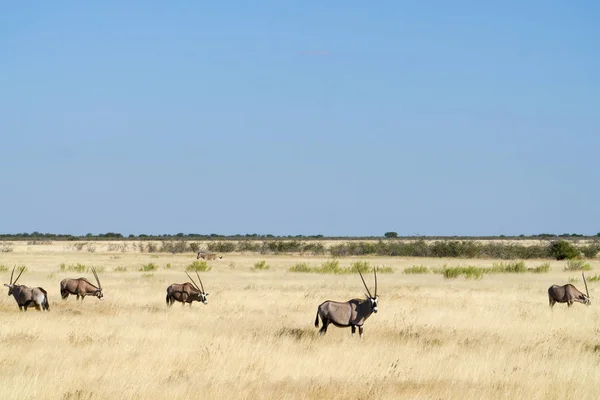 Paisaje Africano Pastizales Dorados Con Oryx Cebra Parque Nacional Etosha —  Fotos de Stock