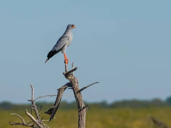 Palid Cântând Goshawk Cocoțat Partea Sus Ramurii Fața Peisajului African — Fotografie de stoc gratuită