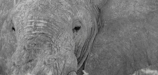 Close-up of rough wrinkled skin of elephant head, eyes, ears and trunk