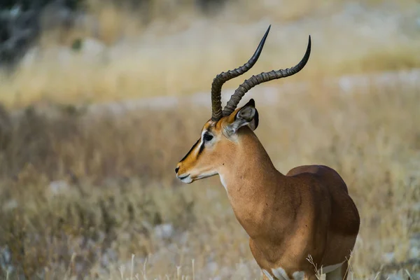 Portret Impala Patrząc Lright Profil Głowy Rogi Użytkach Zielonych Namibia — Darmowe zdjęcie stockowe