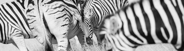 Zebra stripes pattern in long oblong format black and white.