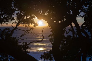 Pasifik gündoğumu Denizi'ni aracılığıyla siluet pohutukawa ağaçların üzerinden temel Mount Maunganui, Yeni Zelanda.