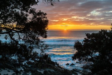 Pasifik gündoğumu Denizi'ni aracılığıyla siluet pohutukawa ağaçların üzerinden temel Mount Maunganui, Yeni Zelanda.