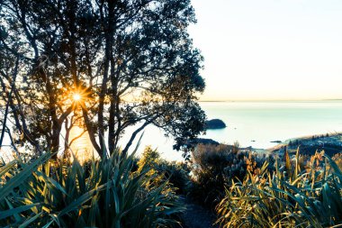 Güneş patlamaları pohutukawa ağaç siluet üzerinden uzak ufukta güneş doğarken ışıklı Dağı Maunganui yamaçları indirin.