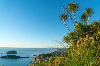 Mount Maunganui yamaçları lahana ağaçlar ve uzun okyanus plaj ve mavi Pasifik Okyanusu üzerinden bir görünüm çimenler