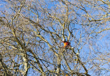 Tauranga, Yeni Zelanda - 2 Temmuz 2018; Arborist yapraksız Londra çınar ağacı dalları kırparak Emanet ipleri tarafından desteklenen yüksek.